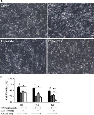 Histamine H3 Receptor Signaling Regulates the NLRP3 Inflammasome Activation in C2C12 Myocyte During Myogenic Differentiation